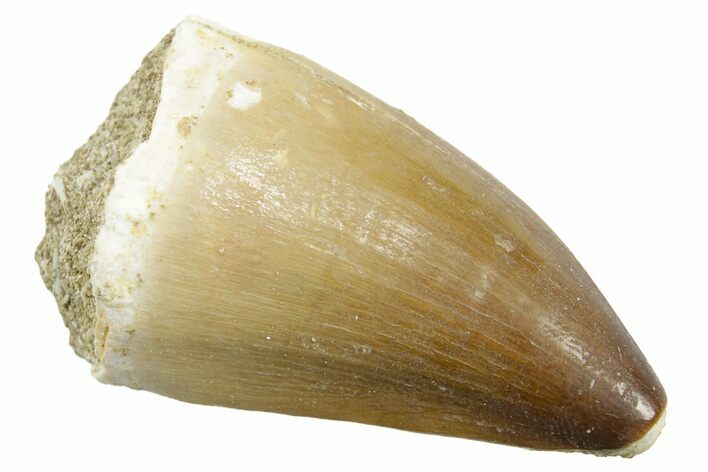 Fossil Mosasaur (Thalassotitan) Tooth - Morocco #364059